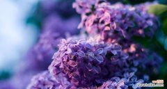 探寻紫色丁香花的花语和寓意 紫色丁香花语——春天的希望