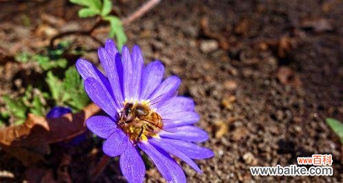 揭示紫色花卉所传递的深意 紫色的花语