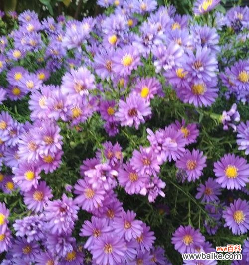 揭示紫色花卉所传递的深意 紫色的花语