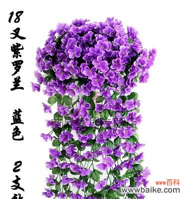 解读紫色马蹄莲的象征意义，了解其在文化传说中的地位 紫色马蹄莲的花语及传说故事