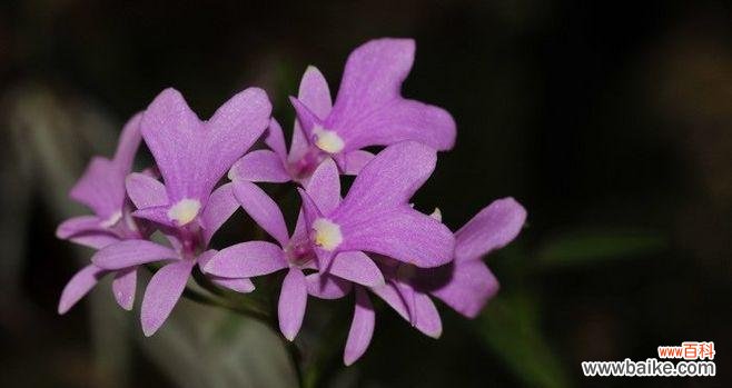 解读紫色马蹄莲的象征意义，了解其在文化传说中的地位 紫色马蹄莲的花语及传说故事