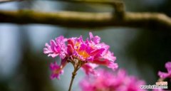 探索紫花风铃木的美丽和意义 紫花风铃木花语与它的魅力