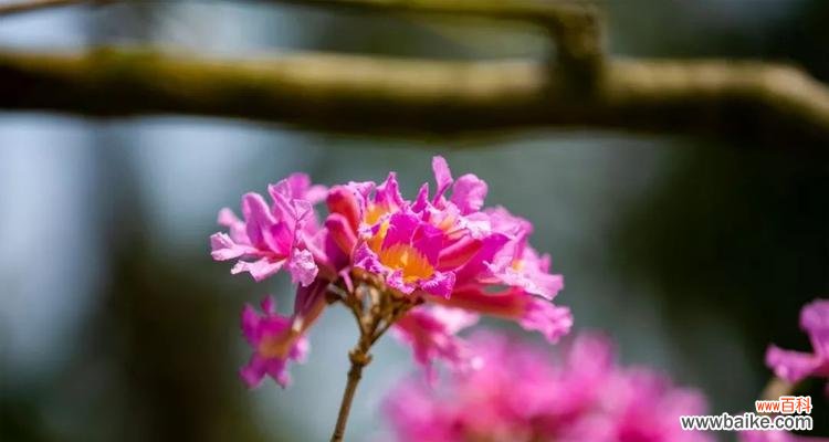 探索紫花风铃木的美丽和意义 紫花风铃木花语与它的魅力