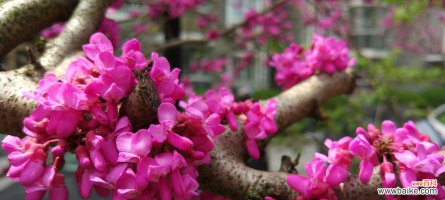 揭示紫荆树的象征与精神内涵 紫荆树的寓意与象征意义