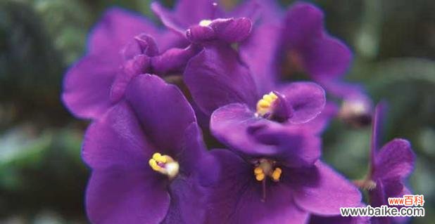 探索紫罗兰花语的深刻含义 紫罗兰花语的意义及代表的情感