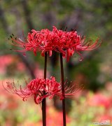 叶子花属的花语是什么？它象征着什么？