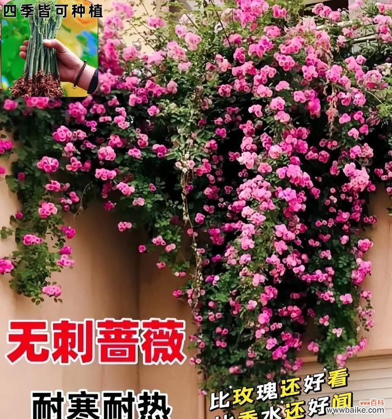这种花既有玫瑰也有月季的花语吗？