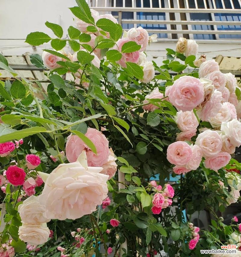 这种花既有玫瑰也有月季的花语吗？