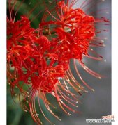 独蒜兰的花语寓意有何特别之处？