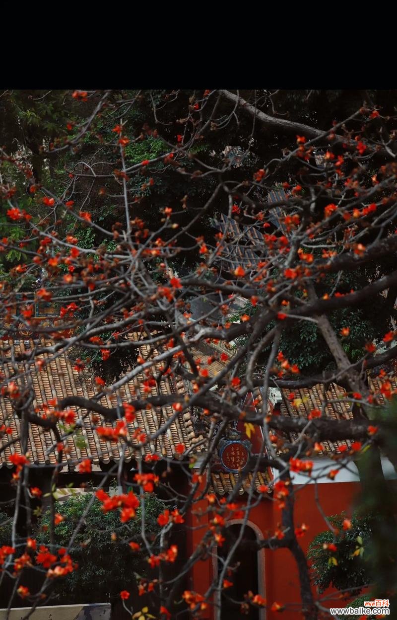 木棉花有哪些功效？它的花语是什么？