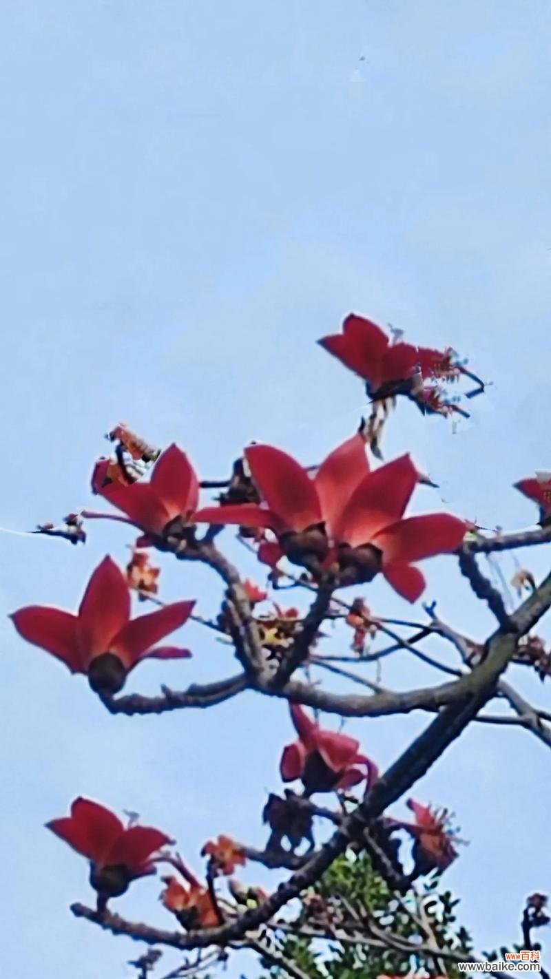 木棉花有哪些功效？它的花语是什么？