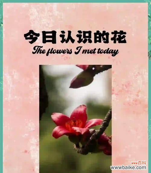 木棉花有哪些功效？它的花语是什么？