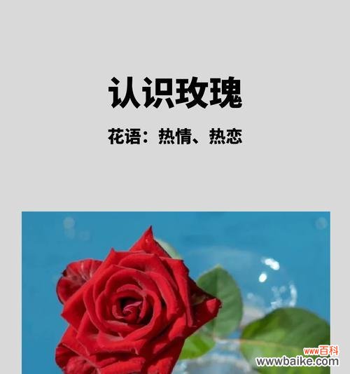 玫瑰花语中数量的意义是什么?