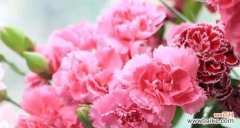 妈妈理解孩子辛苦的花语？如何用花语表达妈妈的理解？