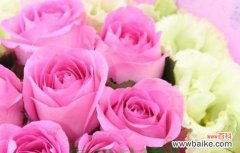 粉色玫瑰花壶寓意什么？粉玫瑰的花语1到9朵又是什么？