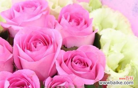 粉色玫瑰花壶寓意什么？粉玫瑰的花语1到9朵又是什么？