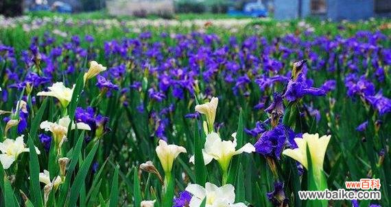 紫鸢尾花的花语有哪些含义？紫鸢尾花象征着什么？