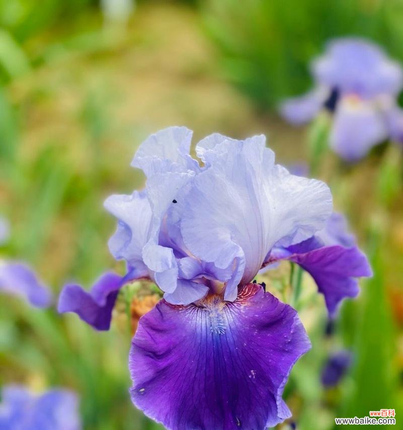 紫鸢尾花的花语有哪些含义？紫鸢尾花象征着什么？