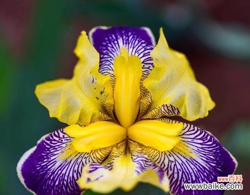 紫鸢尾花的花语有哪些含义？紫鸢尾花象征着什么？