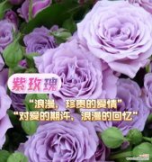 粉紫色玫瑰代表什么？花语有哪些？