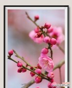 梦幻邂逅的花语代表什么含义？