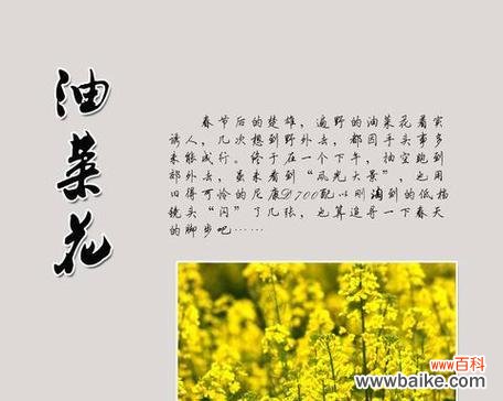 橘子星球的花语有何独特之处？