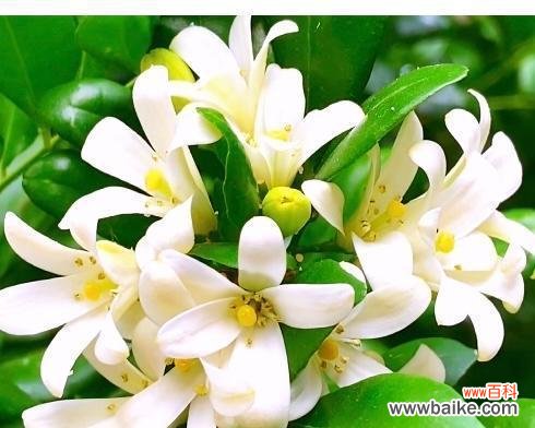 橘子星球的花语有何独特之处？