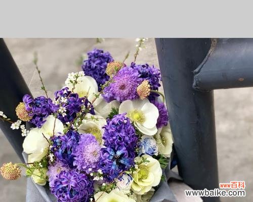 橘子星球的花语有何独特之处？