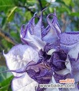 探寻曼陀罗花的神秘之美 紫色曼陀罗花代表的花语及其深意