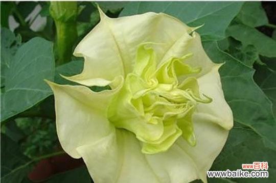 探寻曼陀罗花的神秘之美 紫色曼陀罗花代表的花语及其深意