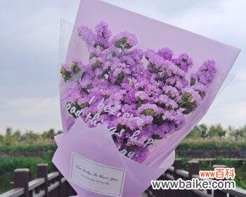 探寻紫色满天星花所代表的意义及其传达的信息 紫色满天星的花语之美