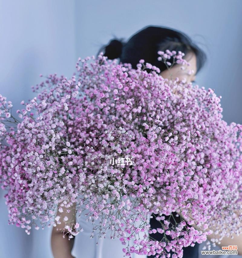 探寻紫色满天星花所代表的意义及其传达的信息 紫色满天星的花语之美