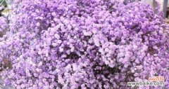 解读紫色满天星的神秘之美 紫色满天星花语与寓意
