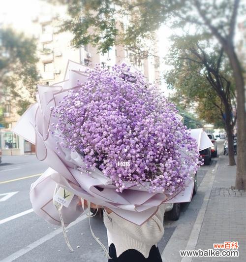 解读紫色满天星的神秘之美 紫色满天星花语与寓意