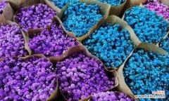 盛开如星，寓意祝福 紫色满天星的花语