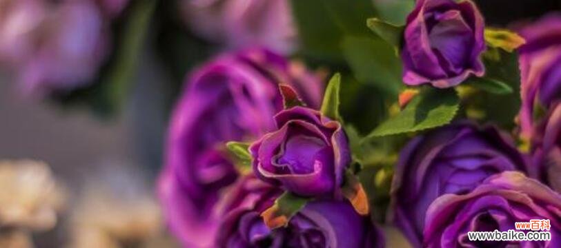 揭示紫色玫瑰的神秘力量与美丽 紫色玫瑰的花语和象征