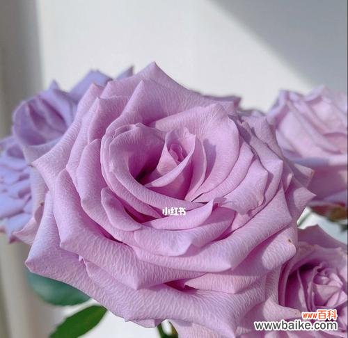 探索紫色玫瑰背后的深意 紫色玫瑰的象征意义