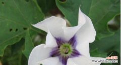 探索紫色曼陀罗花的花语与意义 曼陀罗花的神秘之美