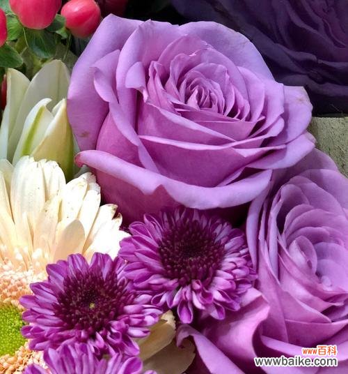 探寻紫色玫瑰的秘密和意义 紫色玫瑰的寓意与象征