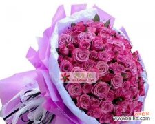 探索紫色玫瑰的寓意与象征，感受其独特之美 紫色玫瑰的花语