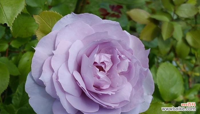 探索紫色玫瑰的美丽寓意 紫色玫瑰的花语和寓意