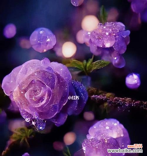 探索紫色玫瑰花背后的深刻内涵 紫色玫瑰的寓意和象征意义