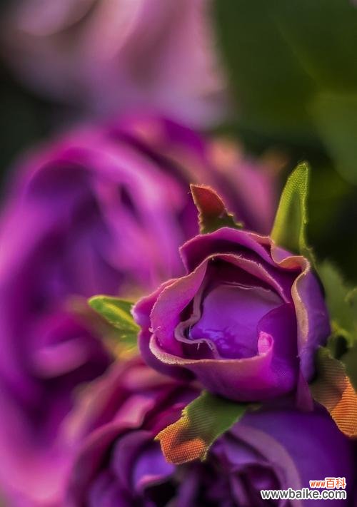 探寻紫色玫瑰花的深层含义 紫色玫瑰花的寓意与象征