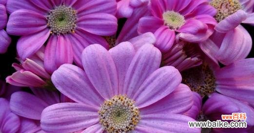 揭示紫色矢车菊花的美丽和象征意义 紫色矢车菊的花语及寓意