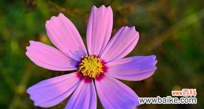 揭示紫色矢车菊花的美丽和象征意义 紫色矢车菊的花语及寓意