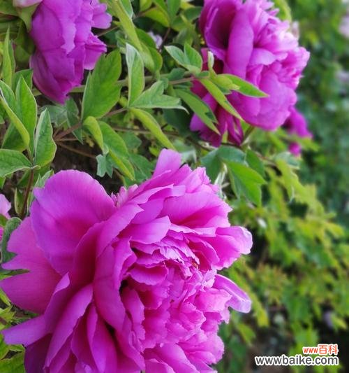 探寻紫色牡丹花的神秘魅力，解读其象征意义 紫色牡丹花的寓意与象征