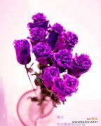 探寻紫色玫瑰的神秘之意 紫色玫瑰的花语与寓意