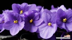 解读紫罗兰的深层寓意与心灵寄托 紫罗兰的象征意义及文化传承