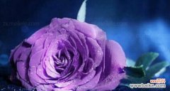 探寻紫玫瑰的花语 紫玫瑰的寓意与象征意义
