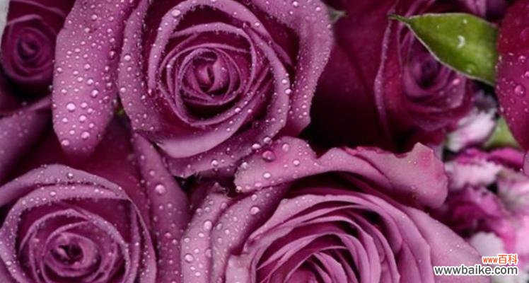 探寻紫玫瑰花语背后的含义 紫玫瑰花语的深意